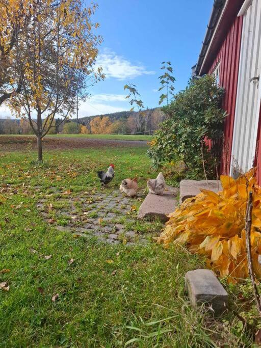 Koselig Pa Gardstun I Oslo